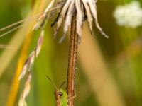 Gemeiner Grashüpfer